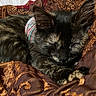 kitten, cat, sleeping, curled_up, fur, black_and_tan, pet, animal, indoors, blanket, fabric, brown, gold, cozy, resting, collar, close_up, snuggling, cute, nap