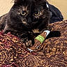 cat, black_cat, pet, animal, feline, long_hair, yellow_eyes, whiskers, ears, paws, lying_down, resting, toy, blanket, textile, indoors, portrait, close_up, black_fur, cozy