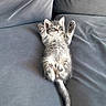animal, cat, couch, cozy, cute, fabric, feline, fluffy, gray_fur, indoor, kitten, lying_down, paws_up, pet, relaxed, small, tabby, tail, whiskers, young