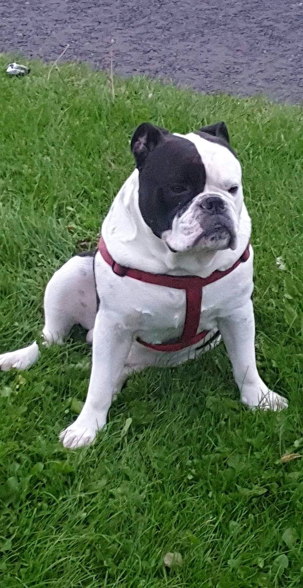 Kaos joined the competition — help win amazing prizes! adventure, bulldog, canidae, carnivore, collar, companion_dog, dog, dog_breed, dog_collar, fawn, grass, leash, molosser, pet_supply, plant, snout, sporting_group, tail, toy_dog, working_animal