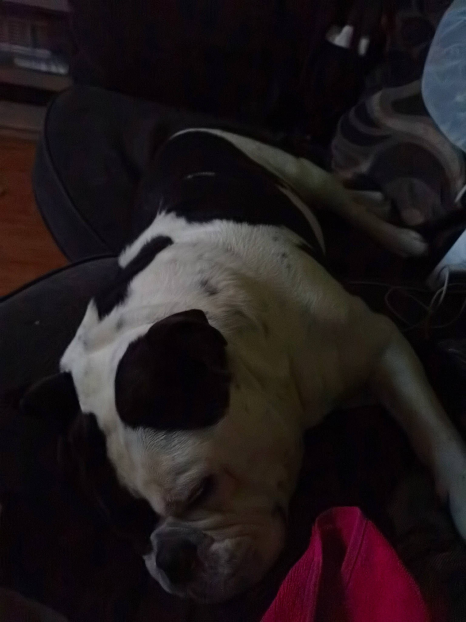 Kaos joined the competition — help win amazing prizes! bored, boston_terrier, canidae, carnivore, cloud, comfort, companion_dog, dog, dog_breed, fawn, fur, hardwood, linens, nap, snout, sporting_group, tail, terrestrial_animal, whiskers, working_animal