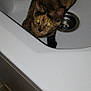 Panache a rejoint le concours — aidez-le/la à gagner de superbes lots ! cat, tortoiseshell, sink, bathroom, pet, animal, curious, indoor, tile, drain, feline, whiskers, ears, tail, fur, domestic, cute, looking_up, reflection, household