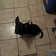 Tippy joined the competition — help win amazing prizes! black_dog, brown_paws, canine, cooler, curious, dog, domestic, ear_up, floor, floor_tiles, household, indoor, looking_up, pet, shadow, shoe, small_dog, tail_wagging, tile_floor, waiting