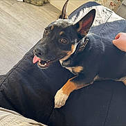 Tippy joined the competition — help win amazing prizes! dog, black_dog, tan_markings, pet, indoor, blanket, happy, tongue_out, perky_ears, collar, hand, petting, floor, light, comfortable, animal, canine, resting, smiling, closeup