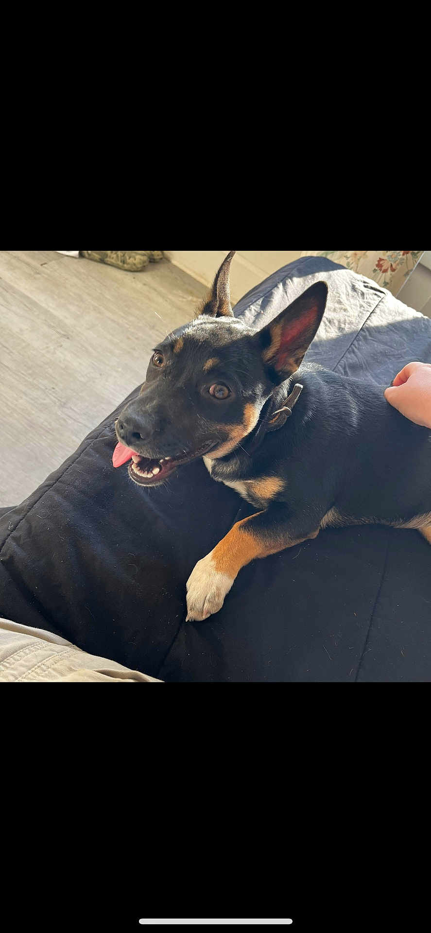 Tippy joined the competition — help win amazing prizes! dog, black_dog, tan_markings, pet, indoor, blanket, happy, tongue_out, perky_ears, collar, hand, petting, floor, light, comfortable, animal, canine, resting, smiling, closeup