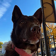 Sky joined the competition — help win amazing prizes! dog, brown_dog, collar, pet, outdoor, sky, blue_sky, trees, autumn, porch, metal_railings, house, car, daylight, closeup, animal, canine, ears, snout, curious