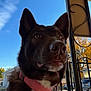 dog, brown_dog, collar, pet, outdoor, sky, blue_sky, trees, autumn, porch, metal_railings, house, car, daylight, closeup, animal, canine, ears, snout, curious