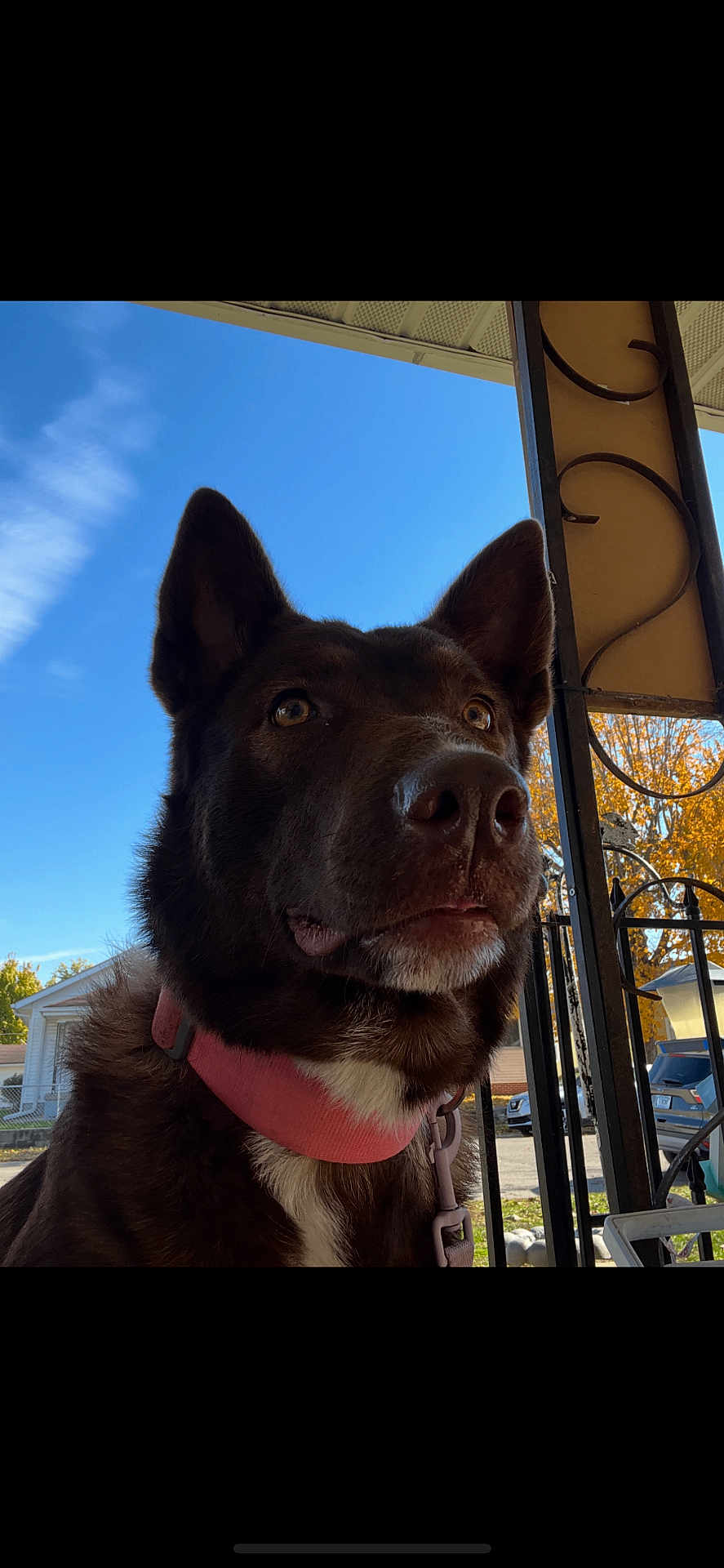 Sky joined the competition — help win amazing prizes! dog, brown_dog, collar, pet, outdoor, sky, blue_sky, trees, autumn, porch, metal_railings, house, car, daylight, closeup, animal, canine, ears, snout, curious