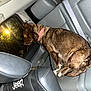 animal, back_seat, brown_dog, car_interior, dog, domestic_animal, headrest, jeep, leather_seat, looking_out_window, night, pet, red_collar, seatbelt, side_window, sitting, streetlight, travel, vehicle, window