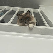 Skyler joined the competition — help win amazing prizes! cat, fluffy, blue_eyes, railing, white, paw, indoors, ceiling, texture, pet, cute, animal, feline, curious, resting, looking, portrait, house, domestic, cozy