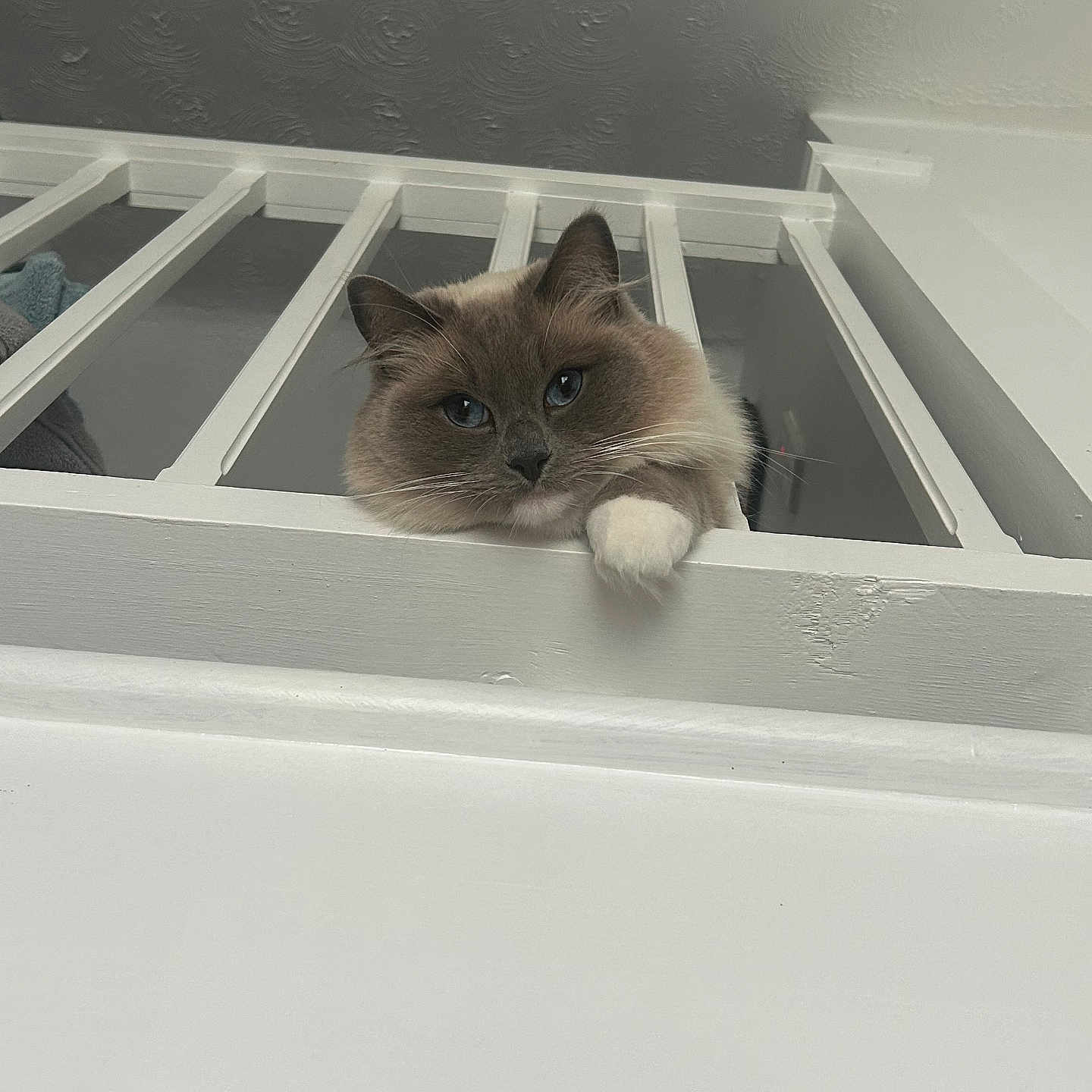Skyler joined the competition — help win amazing prizes! animal, blue_eyes, cat, ceiling, cozy, curious, cute, domestic, feline, fluffy, house, indoors, looking, paw, pet, portrait, railing, resting, texture, white