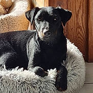 Vénus participe au concours pour gagner de l'argent avec cette photo : dog, black_dog, pet_bed, fluffy_bed, indoor, sunlight, wooden_furniture, brick_wall, tile_floor, relaxed, animal, canine, resting, cozy, home, domestic, fur, paw, ear, snout