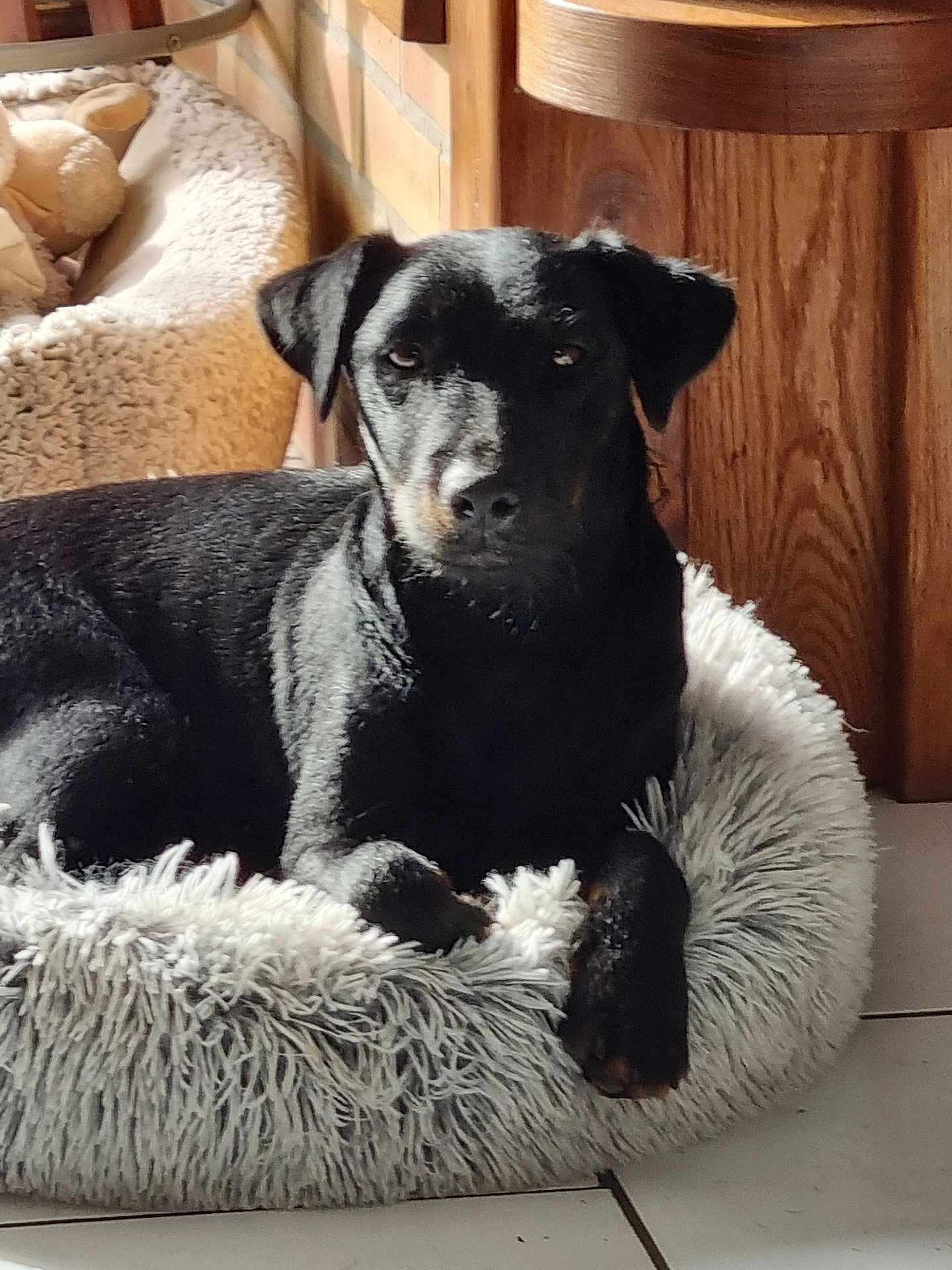 Vénus participe au concours pour gagner de l'argent avec cette photo : dog, black_dog, pet_bed, fluffy_bed, indoor, sunlight, wooden_furniture, brick_wall, tile_floor, relaxed, animal, canine, resting, cozy, home, domestic, fur, paw, ear, snout