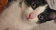 Felicia a rejoint le concours — aidez-le/la à gagner de superbes lots ! cat, kitten, black_and_white, close_up, pet, animal, whiskers, pink_nose, fur, eyes, ears, blanket, cozy, soft, indoor, cute, curious, resting, young, feline
