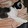 Felicia participe au concours pour gagner de l'argent avec cette photo : cat, kitten, sleeping, black_and_white, paw, blanket, soft_texture, cozy, indoor, resting, nap, fur, pet, animal, cute, comfort, closeup, relaxation, warm, domestic