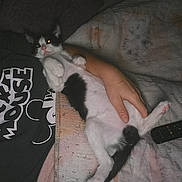 Felicia participe au concours pour gagner de l'argent avec cette photo : cat, black_and_white, pet, lying_down, indoor, person, hand, blanket, remote_control, sleepy, cozy, animal, cute, relaxed, feline, resting, mickey_mouse, shirt, night, flash