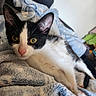 Felicia participe au concours pour gagner de l'argent avec cette photo : kitten, cat, black_and_white, animal, pet, feline, indoor, blanket, soft, cozy, fur, whiskers, ears, eyes, resting, close_up, couch, home, relaxed, cute