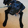dog, black_dog, pet, leash, collar, floor, indoor, lying_down, canine, looking_up, curious, ears, paws, animal, mammal, companion, cute, domestic_animal, friendly, alert