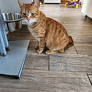 Garfield participe au concours pour gagner de l'argent avec cette photo : cat, ginger_cat, tabby, pet, animal, indoor, kitchen, floor, wooden_floor, food_bowl, toy, childs_toy, scooter, furniture, home, domestic, cute, sitting, looking, curious