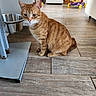 cat, ginger_cat, tabby, pet, animal, indoor, kitchen, floor, wooden_floor, food_bowl, toy, childs_toy, scooter, furniture, home, domestic, cute, sitting, looking, curious