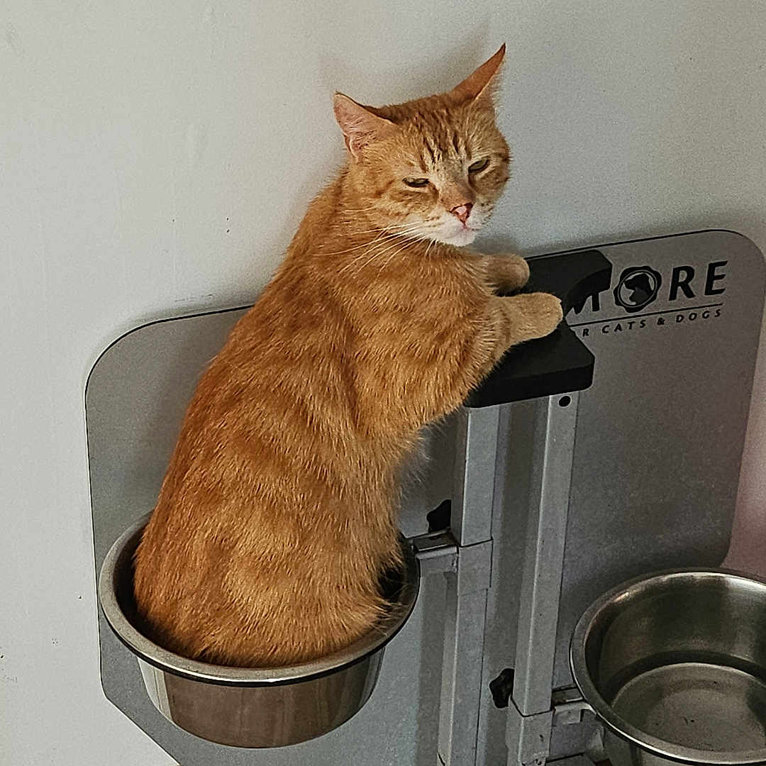 Garfield