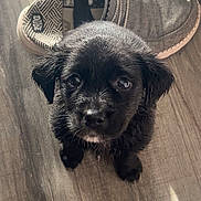 Millie joined the competition — help win amazing prizes! adorable, animal, black_fur, cute, dog, domestic_animal, eye_contact, floor, fur, gray_shoes, indoor, looking_up, pet, puppy, shoes, slip_on_shoes, small_dog, sunlight, wooden_floor, young_dog