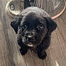 adorable, animal, black_fur, cute, dog, domestic_animal, eye_contact, floor, fur, gray_shoes, indoor, looking_up, pet, puppy, shoes, slip_on_shoes, small_dog, sunlight, wooden_floor, young_dog
