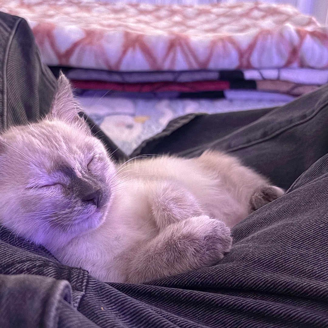 Ghost joined the competition — help win amazing prizes! animal, bed, bedroom, blanket, cat, couch, furniture, homedecor, indoors, kitten, linen, manx, person, pet, quilt, room, siamese, sleeping, velvet