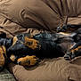 Iron a rejoint le concours — aidez-le/la à gagner de superbes lots ! puppy, dog, sleeping, brown_blanket, black_fur, tan_markings, paw, cute, pet, animal, cozy, relaxed, indoor, sleep, canine, fur, snout, resting, companion, adorable
