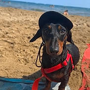 Iron participe au concours pour gagner de l'argent avec cette photo : dog, dachshund, beach, sand, ocean, sky, cap, harness, leash, towel, pet, outdoor, sunny, animal, cute, small_dog, black_and_tan, canine, summer, vacation