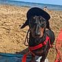 dog, dachshund, beach, sand, ocean, sky, cap, harness, leash, towel, pet, outdoor, sunny, animal, cute, small_dog, black_and_tan, canine, summer, vacation