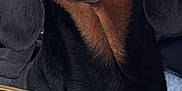 Iron a rejoint le concours — aidez-le/la à gagner de superbes lots ! dog, close_up, black_dog, brown_markings, table, booklet, indoor, pet, animal, canine, face, ears, snout, fur, eyes, looking_up, curious, portrait, domestic_animal, companion