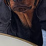 dog, close_up, black_dog, brown_markings, table, booklet, indoor, pet, animal, canine, face, ears, snout, fur, eyes, looking_up, curious, portrait, domestic_animal, companion