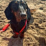 Iron participe au concours pour gagner de l'argent avec cette photo : dog, dachshund, sand, beach, red_harness, pet, animal, outdoor, sunlight, closeup, cute, small_dog, canine, playful, leash, fur, ears, snout, paw, toy
