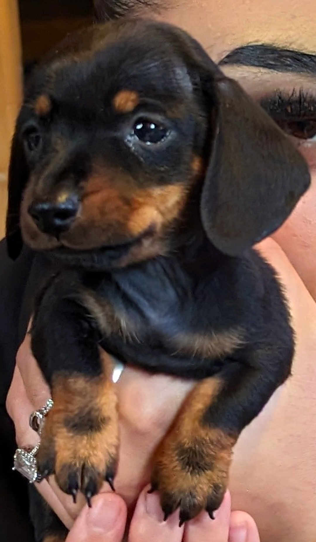 Iron participe au concours pour gagner de l'argent avec cette photo : puppy, dog, black_and_tan, pet, cute, close_up, hand, fingers, ring, person, face_partial, fur, animal, young, looking, indoor, adorable, holding, nails, eyes