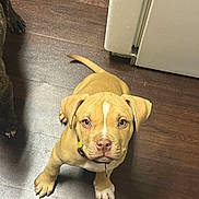 Peanut is registered to the contest to win money with this photo: puppy, dog, canine, sitting, portrait, brown_fur, white_marking, floppy_ears, blue_eyes, collar, leash, tail, paws, kitchen, wood_floor, indoor, appliance, shadow, photography, cute