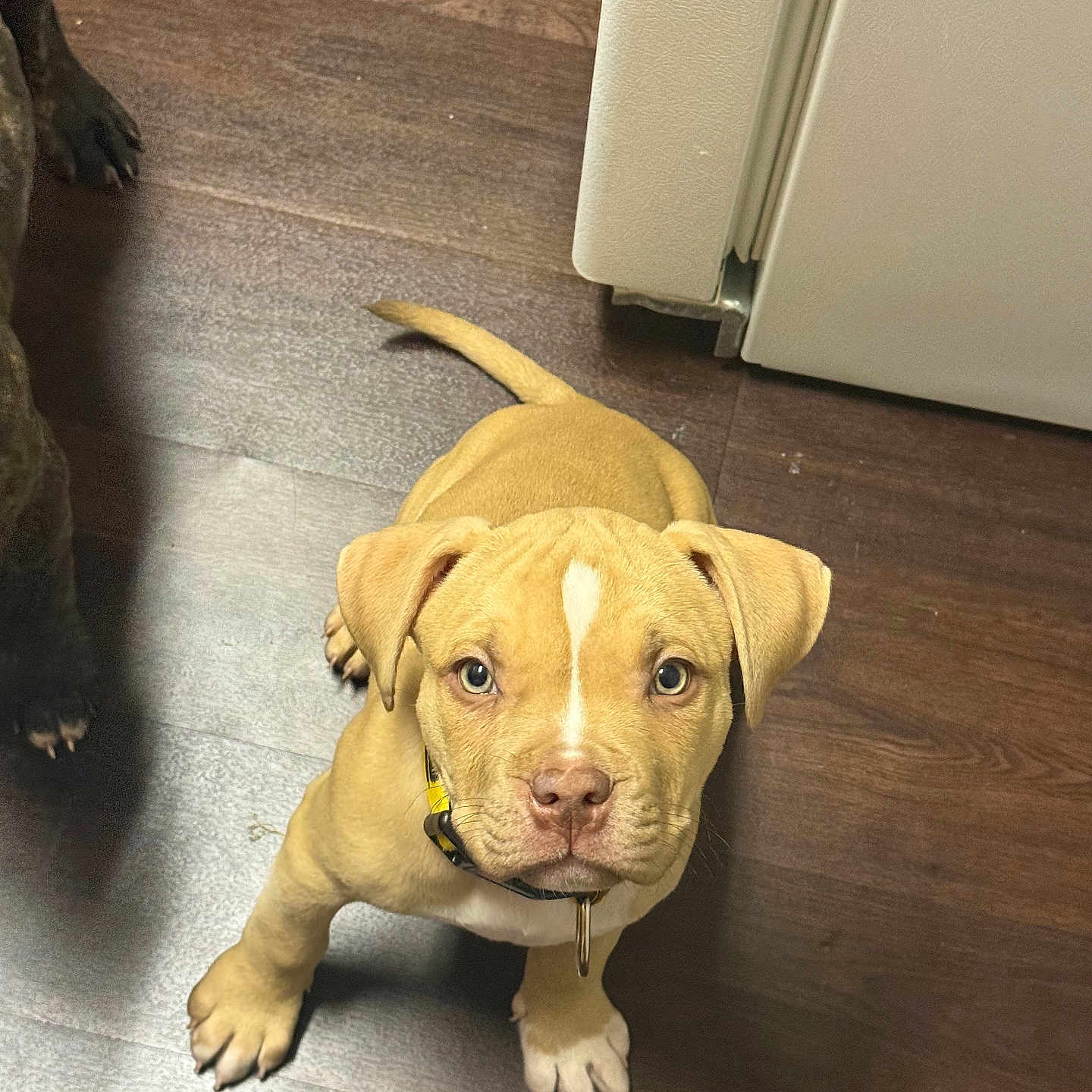 Peanut