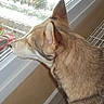 Nina participe au concours pour gagner de l'argent avec cette photo : dog, window, indoor, fur, animal, side_view, looking_out, pet, canine, ears, snout, wall, floor, metal_rack, watching, curious, light, daylight, quiet, calm