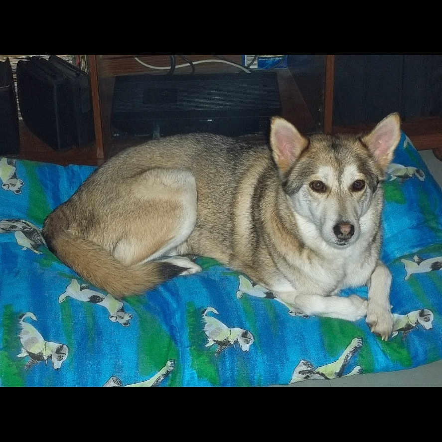 Nina a rejoint le concours — aidez-le/la à gagner de superbes lots ! dog, indoor, blanket, animal, pet, furniture, lying_down, canine, ears, fur, brown, white, blue, comfort, resting, domestic, cute, looking_at_camera, home, relaxed