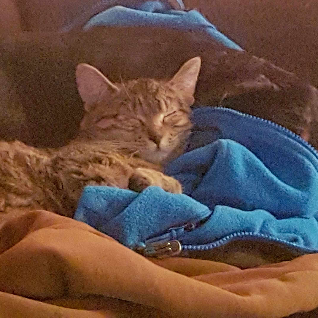 Tiny Girl is registered to the contest to win money with this photo: asian, carnivore, cat, comfort, devon_rex, domestic_short_haired_cat, european_shorthair, fawn, felidae, kitten, mammal, nap, sleep, small_to_medium_sized_cats, snout, whiskers