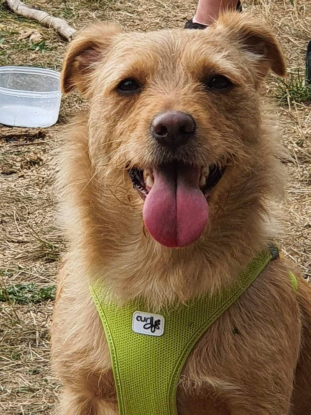 Gaya participe au concours pour gagner de l'argent avec cette photo : bear, canidae, carnivore, collar, companion_dog, dog, dog_breed, dog_collar, fang, fawn, fur, happy, leash, liver, snout, sporting_group, terrestrial_animal, whiskers, wildlife, working_animal