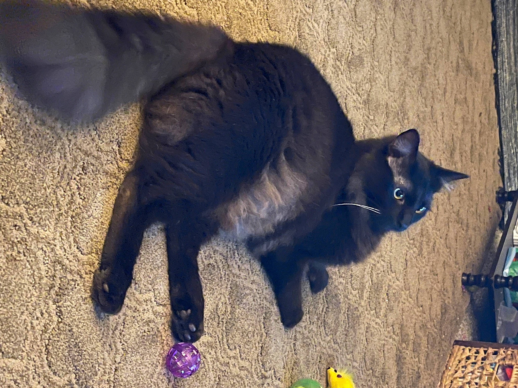 Gypsy joined the competition — help win amazing prizes! art, black_cat, carnivore, cat, domestic_short_haired_cat, electric_blue, felidae, fur, grass, painting, paw, shadow, small_to_medium_sized_cats, soil, tail, terrestrial_animal, tints_and_shades, whiskers