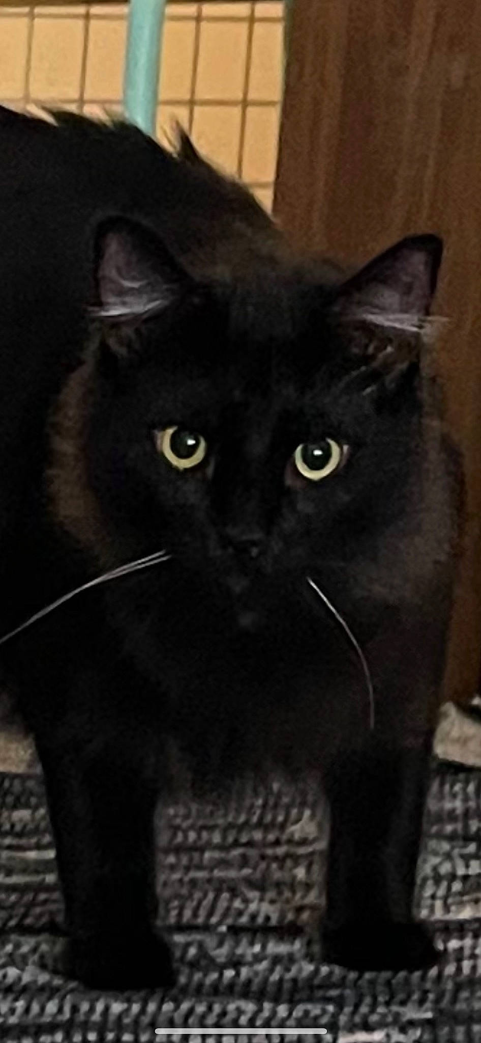 Gypsy joined the competition — help win amazing prizes! black_cat, carnivore, cat, domestic_short_haired_cat, felidae, fur, iris, small_to_medium_sized_cats, snout, terrestrial_animal, whiskers