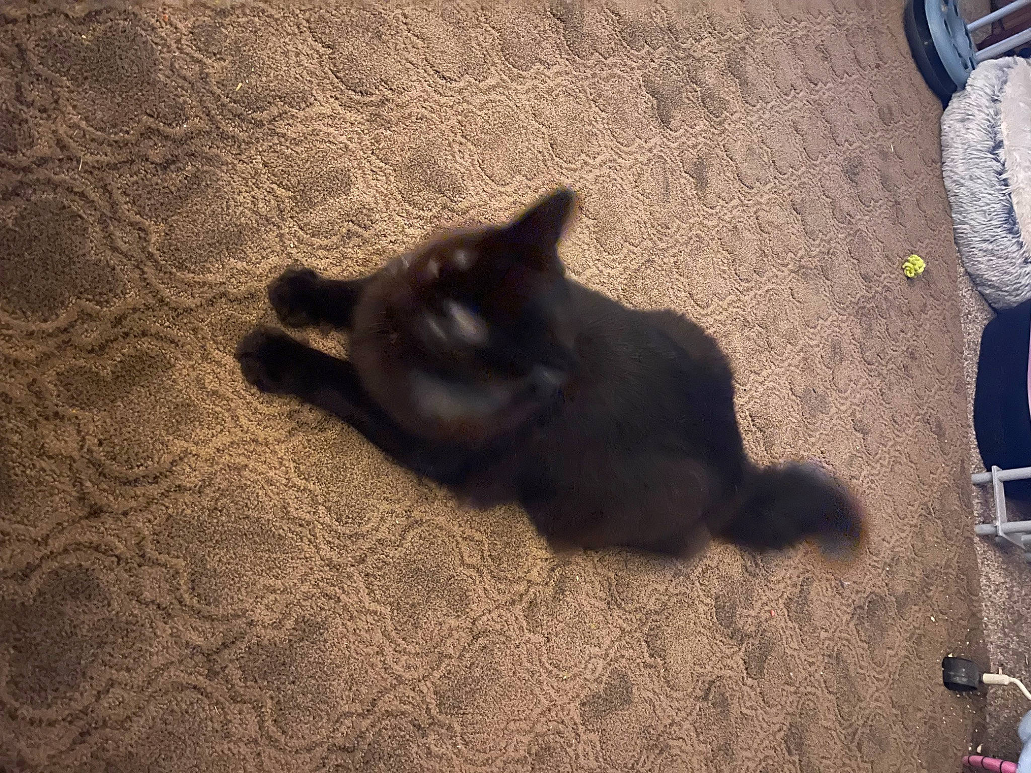 Gypsy joined the competition — help win amazing prizes! black_cat, carnivore, cat, companion_dog, dog_breed, fawn, felidae, flooring, fur, paw, road_surface, shadow, small_to_medium_sized_cats, snout, tail, tints_and_shades, tire, wheel, whiskers, wood