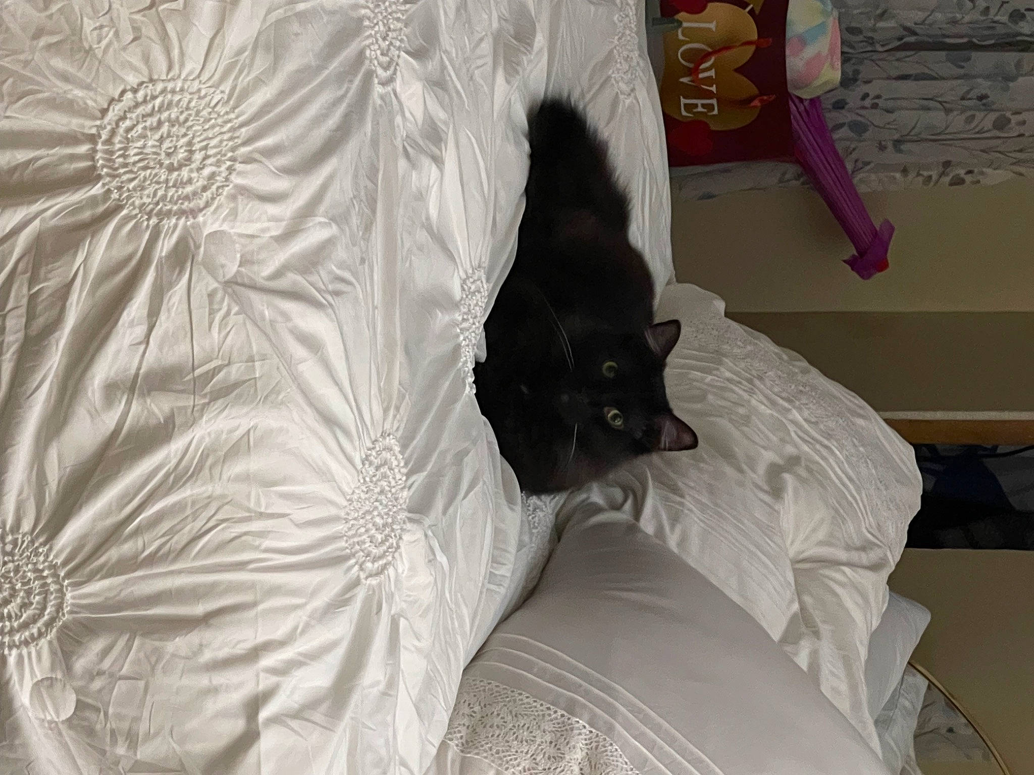 Gypsy is registered to the contest to win money with this photo: bed, bed_sheet, bedding, bedroom, carnivore, cat, comfort, felidae, furniture, grey, hardwood, interior_design, linens, pillow, room, small_to_medium_sized_cats, textile, tints_and_shades, whiskers, wood