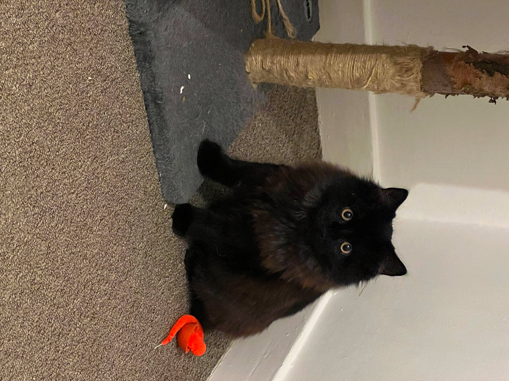 Solo joined the competition — help win amazing prizes! asphalt, black_cat, bombay, canidae, carnivore, cat, claw, dog_breed, domestic_short_haired_cat, felidae, flooring, fur, paw, road_surface, small_to_medium_sized_cats, snout, tail, tar, whiskers, window