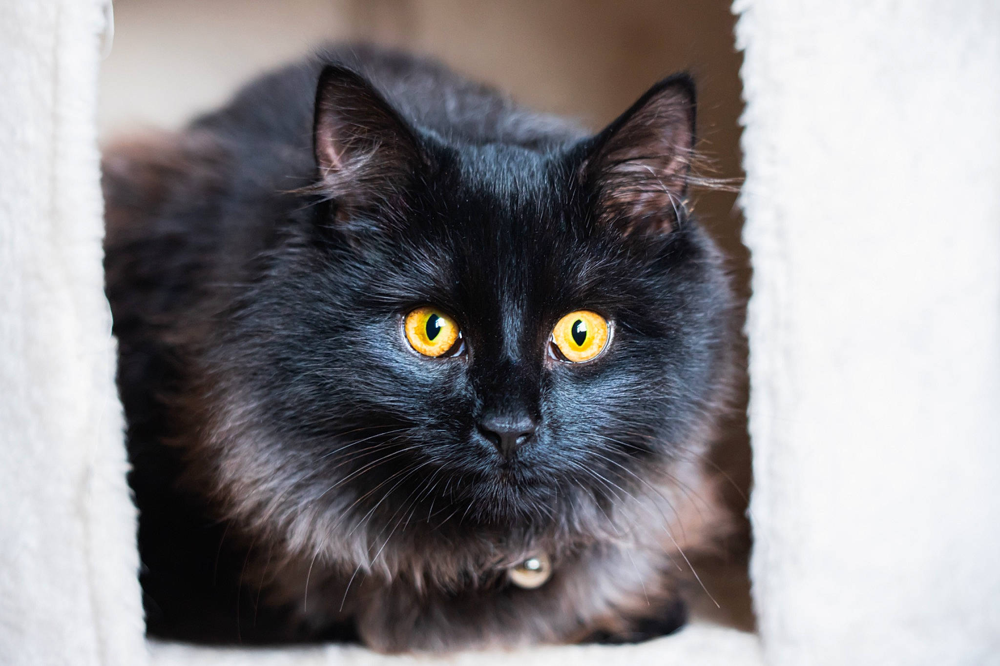 Solo joined the competition — help win amazing prizes! automotive_tire, black_cat, carnivore, cat, domestic_short_haired_cat, eye, felidae, fur, grey, hair, iris, monochrome_photography, small_to_medium_sized_cats, snout, tail, terrestrial_animal, whiskers, wildlife, window, winter