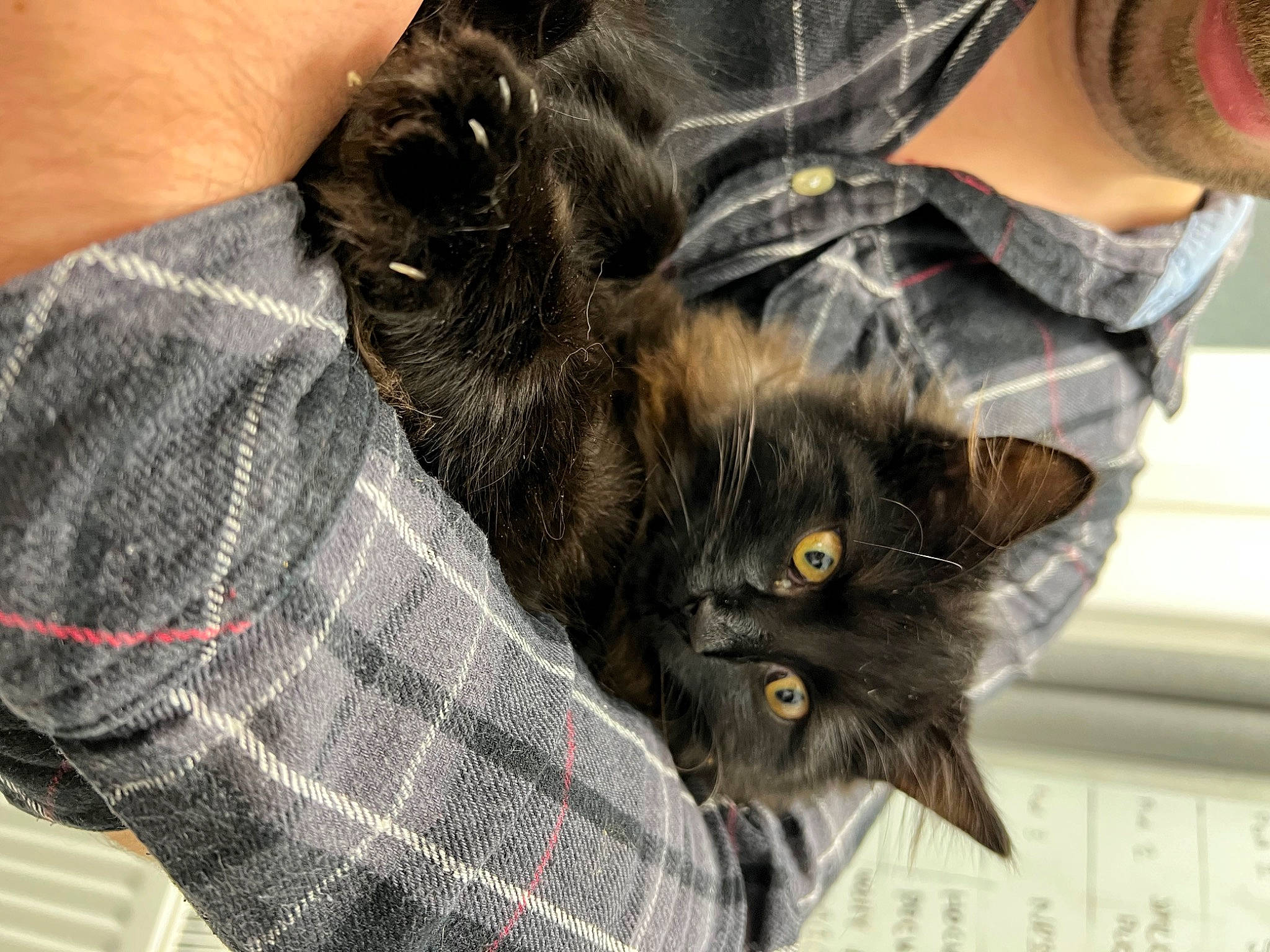 Solo joined the competition — help win amazing prizes! black_cat, carnivore, cat, claw, comfort, denim, domestic_short_haired_cat, felidae, fur, gesture, hat, pattern, paw, plaid, small_to_medium_sized_cats, snout, tail, tartan, textile, whiskers