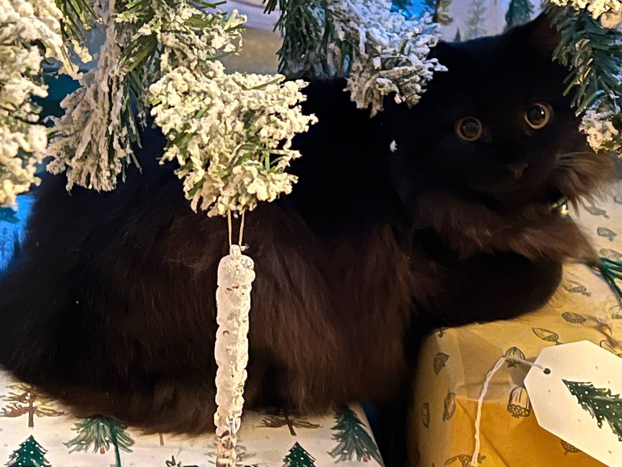 Solo joined the competition — help win amazing prizes! art, branch, carnivore, cat, domestic_short_haired_cat, felidae, flowerpot, fur, grass, houseplant, organism, plant, small_to_medium_sized_cats, tail, tints_and_shades, tree, trunk, twig, whiskers, woody_plant