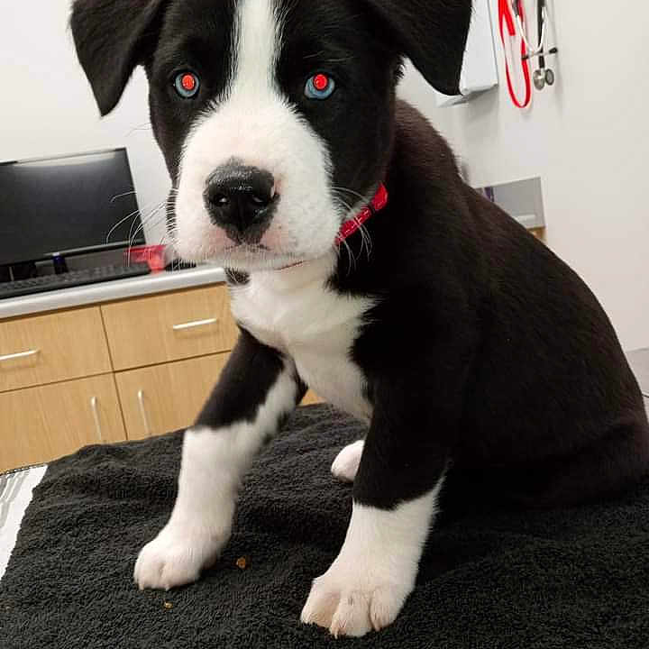 Bear is registered to the contest to win money with this photo: animal, bostonbull, boxer, bulldog, canine, computerhardware, desk, dog, electronics, furniture, hardware, hound, husky, labradorretriever, monitor, pet, puppy, screen, table, tv